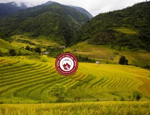 RUOU MEN LA BANG PHUC